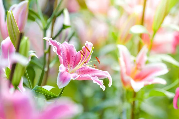 Ροζ Λουλούδι Κρίνο Στον Τομέα Των Λουλουδιών Φόντο Εαρινής Φύσης Εικόνα Αρχείου