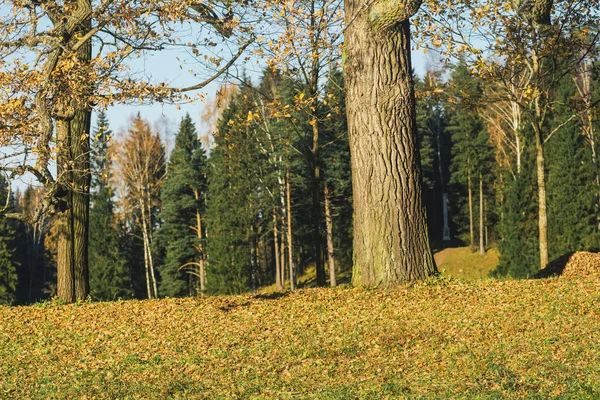 Parque de otoño árboles paisaje —  Fotos de Stock