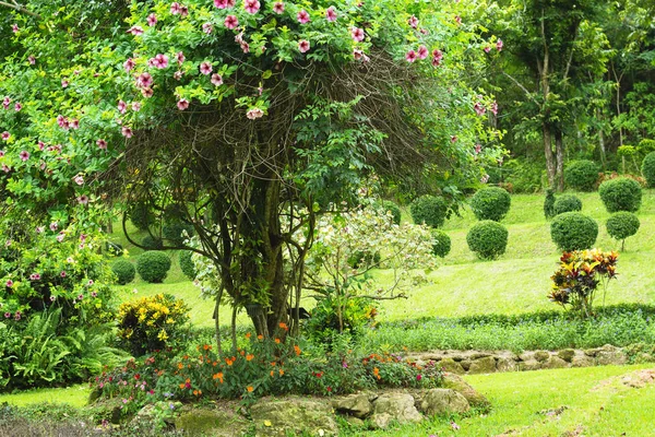 Tree with pink flowers in botanical garden landmark — Stock Photo, Image