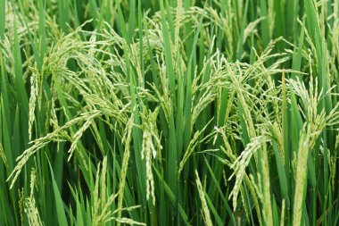 Artan pirinç ve yeşil çim sahası