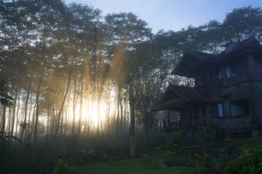 Güneşin doğuşunda puslu çam ormanında sihirli güneş ışığı ışınları