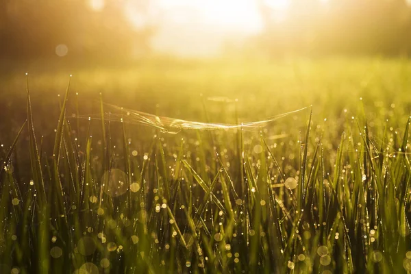 Zielona trawa z wody z niewyraźne tło — Zdjęcie stockowe
