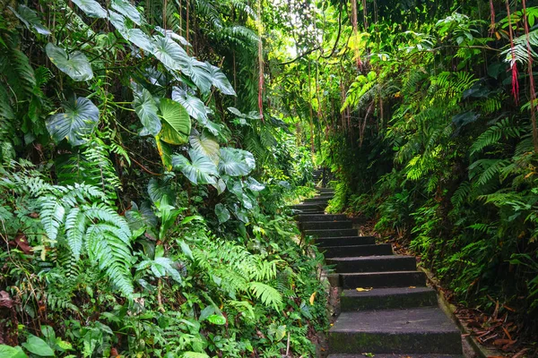 Yeşil koyu tropikal orman yolu (Bali, Endonezya)