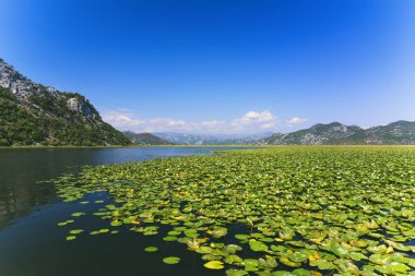 Nilüferler ve dağlar (İşkodra Gölü, Montene Gölü gezisi