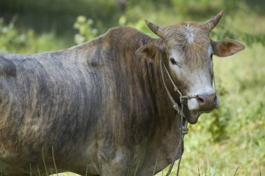 Yeşil bir arka plan ile genç boğa