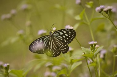 Mor bir çiçekte kelebek 
