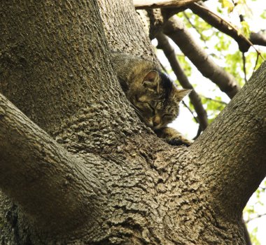 Ağaç üzerinde uyuyan kedi