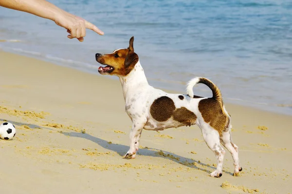 Adam bir plajda bir puppy eğitim — Stok fotoğraf