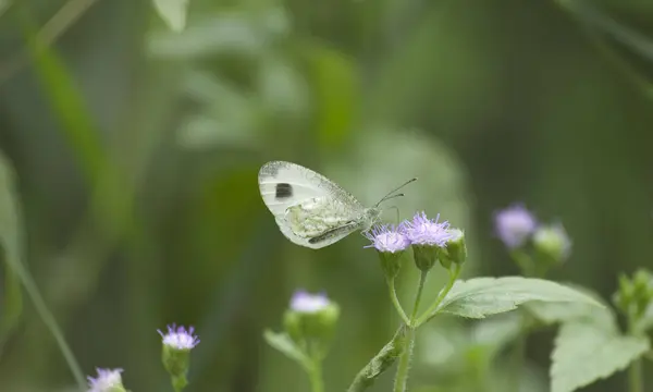Маленькая белая бабочка на фиолетовом цветке — стоковое фото