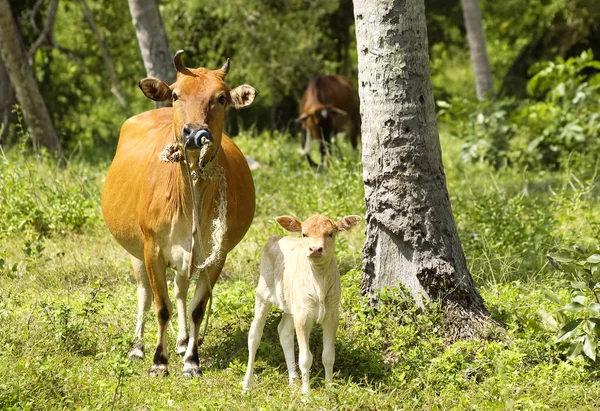 Annesi ve babası bir tropikal ormanda ile buzağı