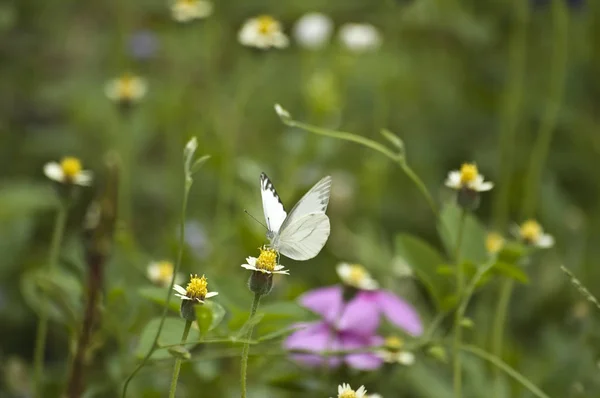 小さな黄色の花に蝶をホワイト — ストック写真