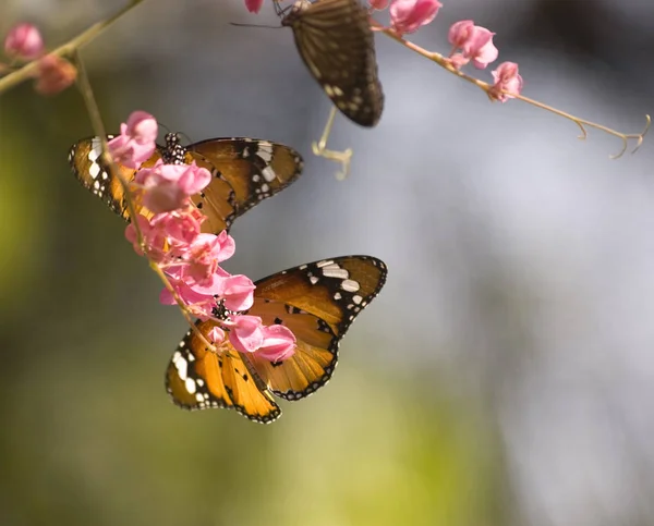 Orangefarbene Schmetterlinge auf einer rosa Blume im Garten des Samui-Schmetterlings — Stockfoto