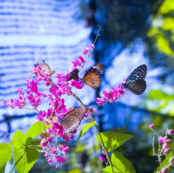 Borboletas em cima de uma flor rosa em Samui Butterfly Garden (Thaila — Fotografia de Stock