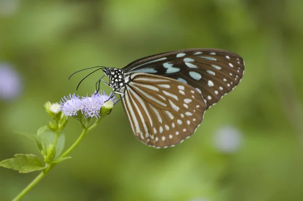 Mariposa naranja en los trópicos —  Fotos de Stock