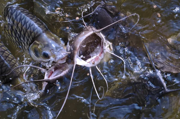 Alimentazione del pesce gatto - pesce a bocca aperta in acqua — Foto Stock