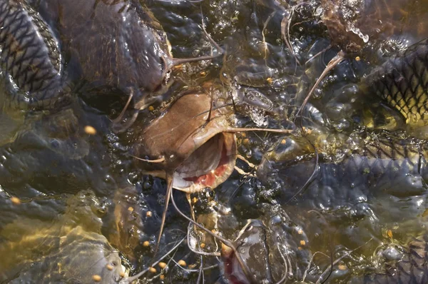 Harcsa etetés-hal nyitott szájjal vízben — Stock Fotó