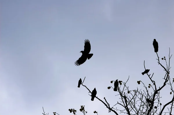 Силуэты ворон на фоне неба — стоковое фото
