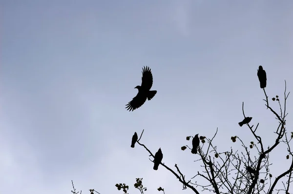 Krähenherde Silhouetten auf dem Himmelshintergrund — Stockfoto