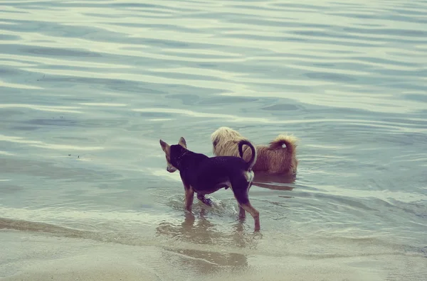 İki köpek sakin bir akşam yürüyüş — Stok fotoğraf