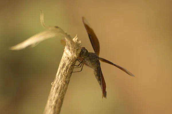 Dragonfly med röda vingar — Stockfoto