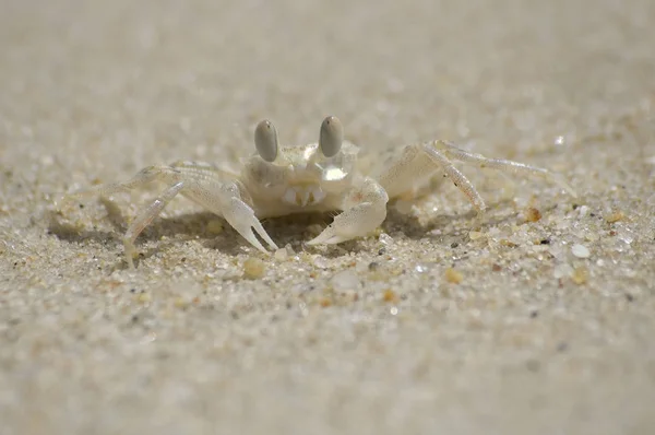 Mały krab ghost na piaszczystej plaży — Zdjęcie stockowe