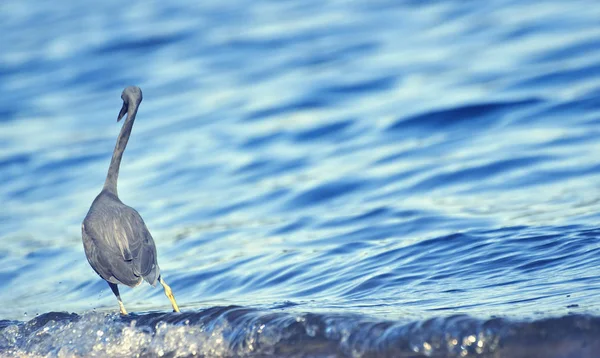 小蓝鹭（egretta caerulea）) — 图库照片