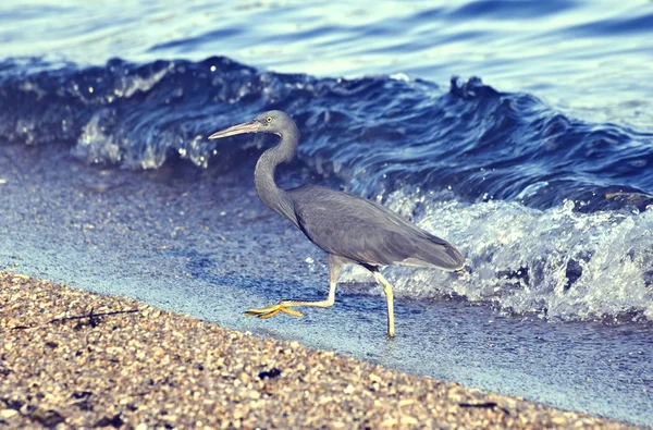 Kleiner Blaureiher kommt aus dem Wasser — Stockfoto