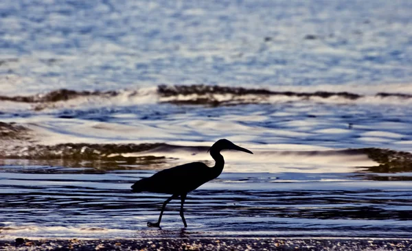 Pequena silhueta de garça azul — Fotografia de Stock