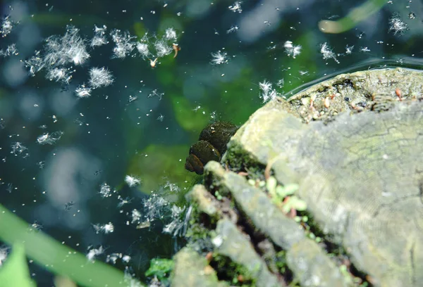 Caracol subaquático na água — Fotografia de Stock