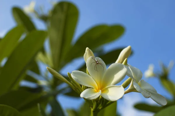 Паук на цветке афранджипани — стоковое фото