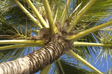 Mavi gökyüzü arkaplanındaki palmiye ağacı