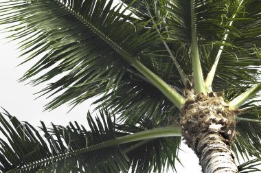 Beyaz bir arka plan ile palmiye ağacı