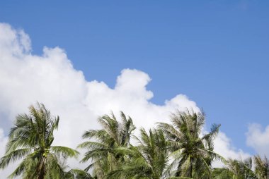 Mavi gökyüzü arka plan üzerinde avuç içi