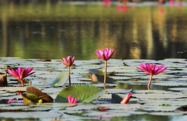 Yeşil pembe Waterlilys bir su birikintisi bırakır