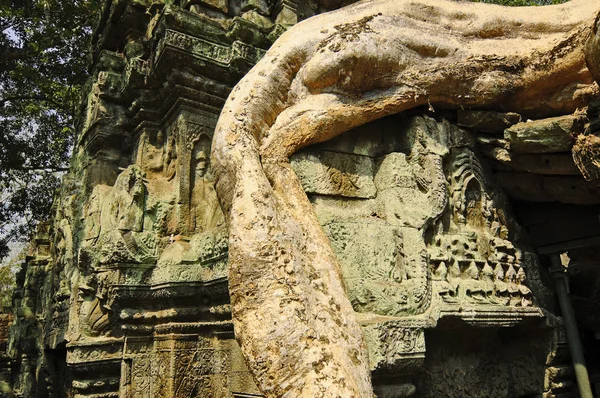 Riesige Wurzeln erdrosseln ta prohm Tempelruinen (Angkor, Kambodscha) — Stockfoto