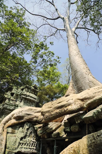 Riesige Wurzeln erdrosseln ta prohm Tempelruinen (Angkor, Kambodscha) — Stockfoto