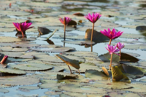 Rosa Seerosen mit grünen Blättern in einem Teich — Stockfoto