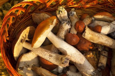 Hasır sepet orman mantar ile
