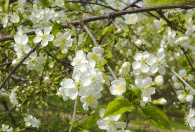 Elma ağacı çiçeği.