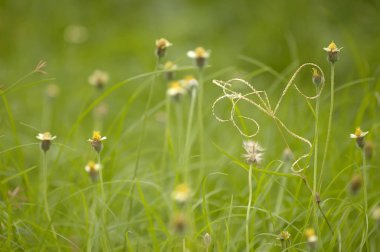 yeşil çiçek alanı