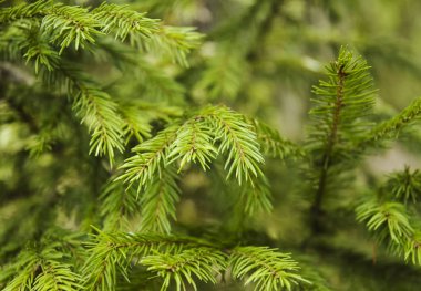 Köknar dalı, yeşil ve taze