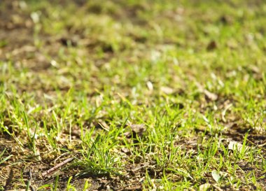 Bahar çimen arka plan ücretsiz kopya alanı ile