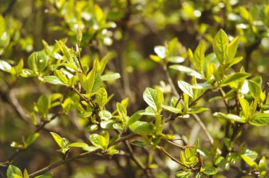 Bahar yeşil broşürler