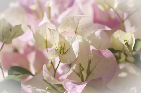 Bougainvillea virágok virágok — Stock Fotó