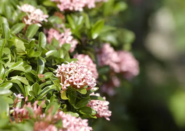 Bahçe bush ile pembe çiçekler