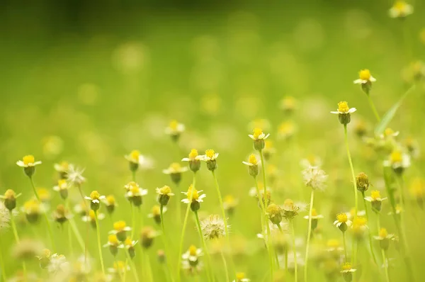 Zelená květina pole — Stock fotografie
