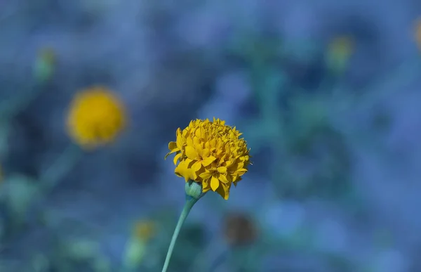 Żółty kwiat z ciemnym niebieskim tle — Zdjęcie stockowe