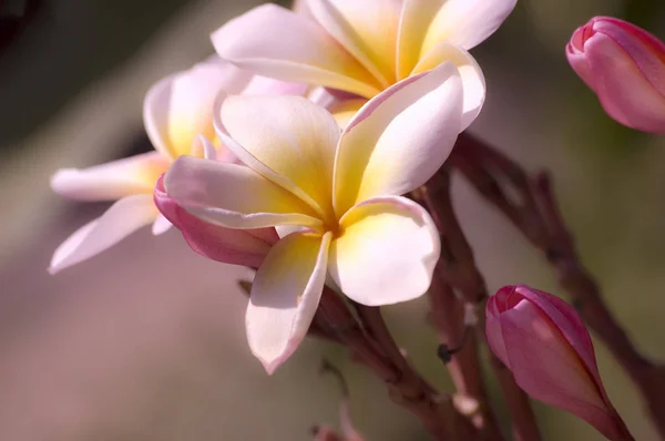 Flores coloridas de frangipani ou plumeria — Fotografia de Stock