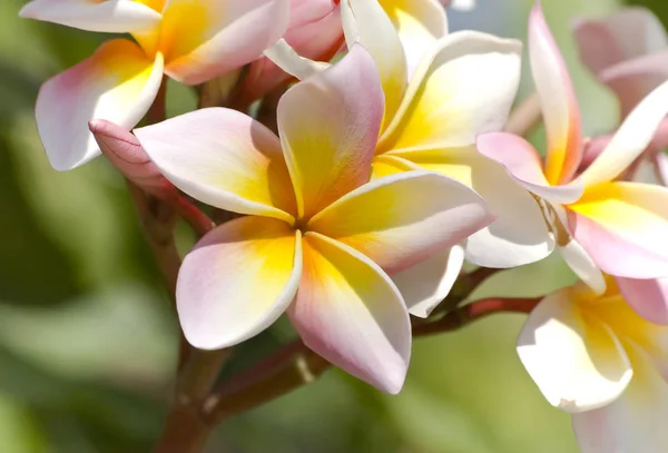 Renkli frangipani çiçek