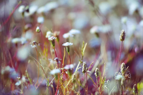 春の花の背景 — ストック写真